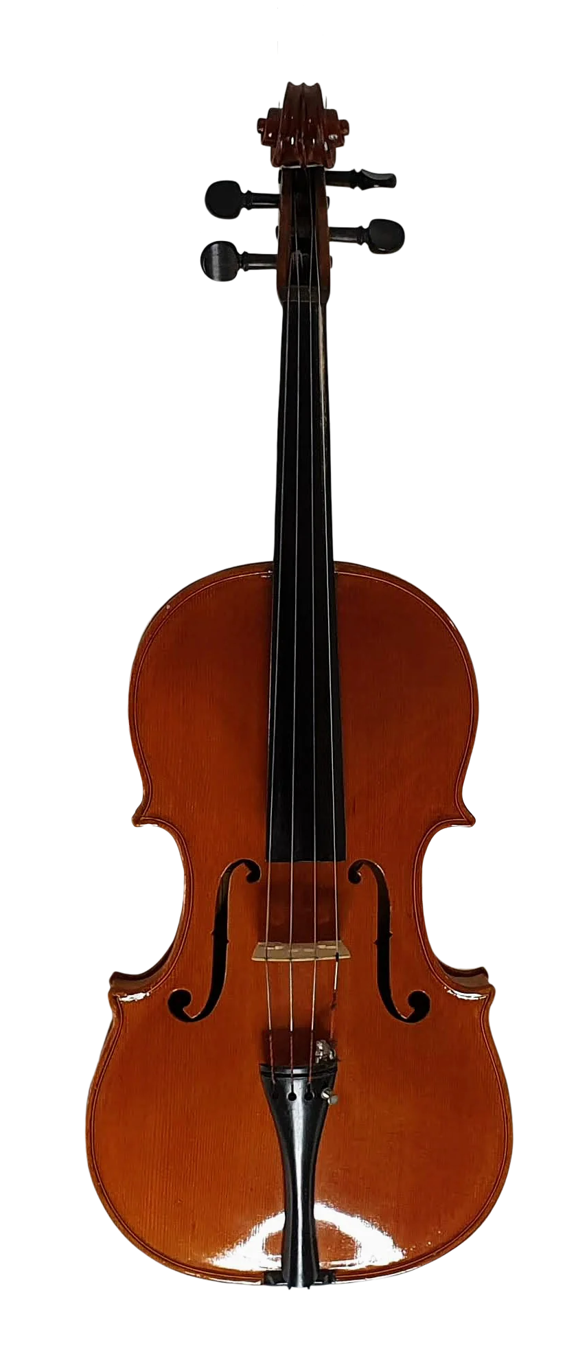 Viola (6)