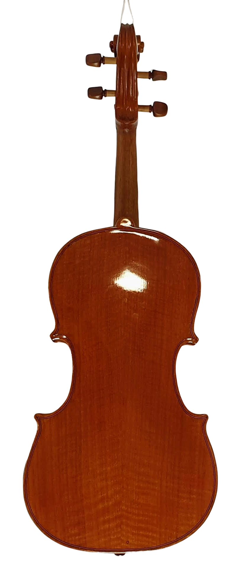 Viola (1) — back