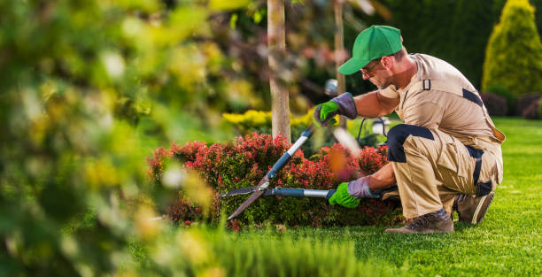 Jardinería sostenible en Maldonado: plantas nativas que ahorran agua