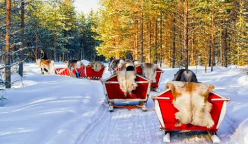Reindeer Safari