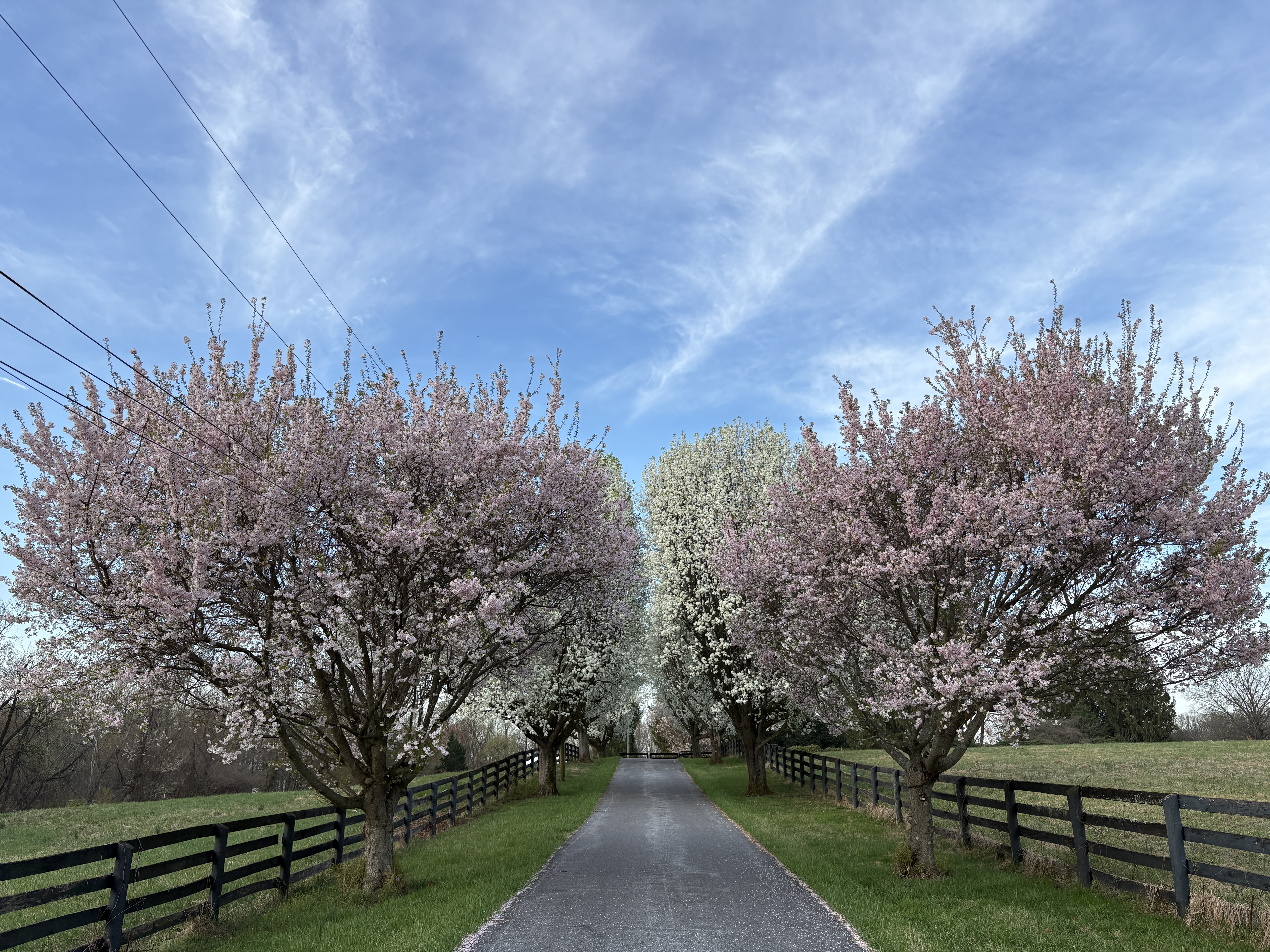 개나리 꽃밭 속에서 하느님이 계신다