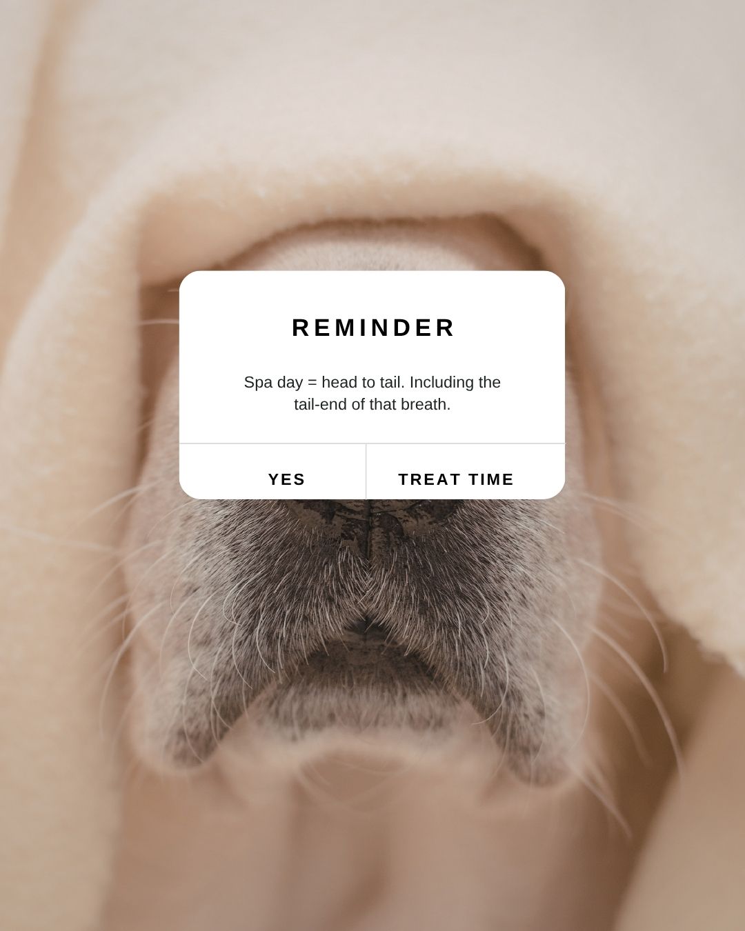 Lifestyle pet brand shot