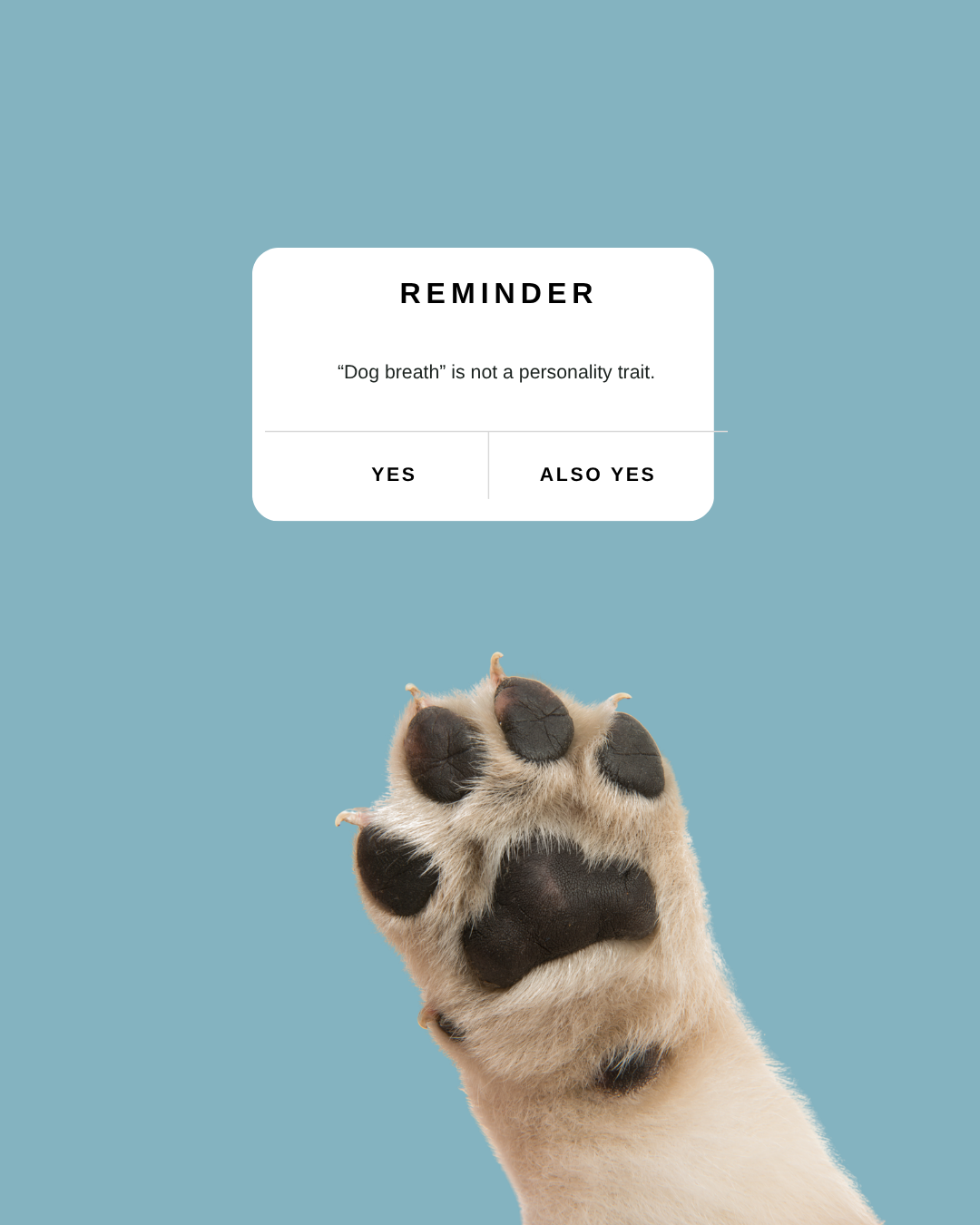 Pet brand product flatlay