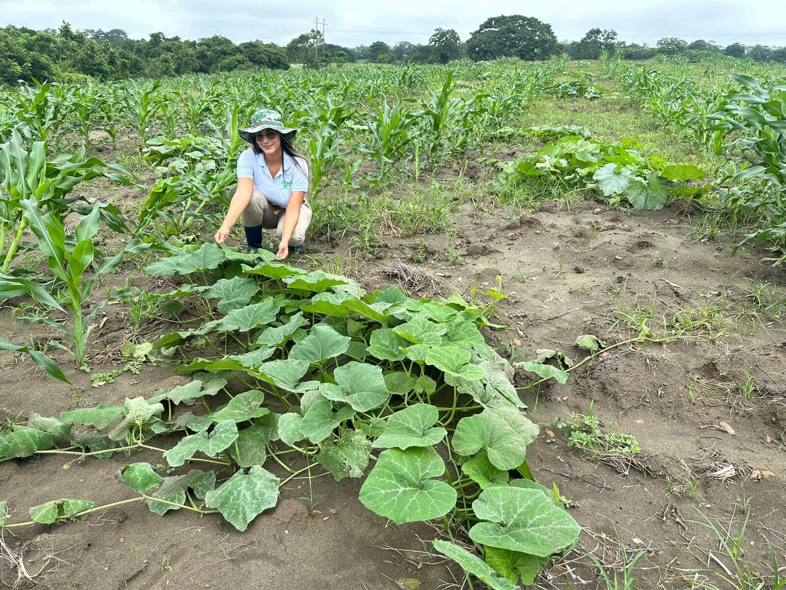 Cultivos agrícolas de InterAgro del Caribe en Sucre Colombia ahuyama