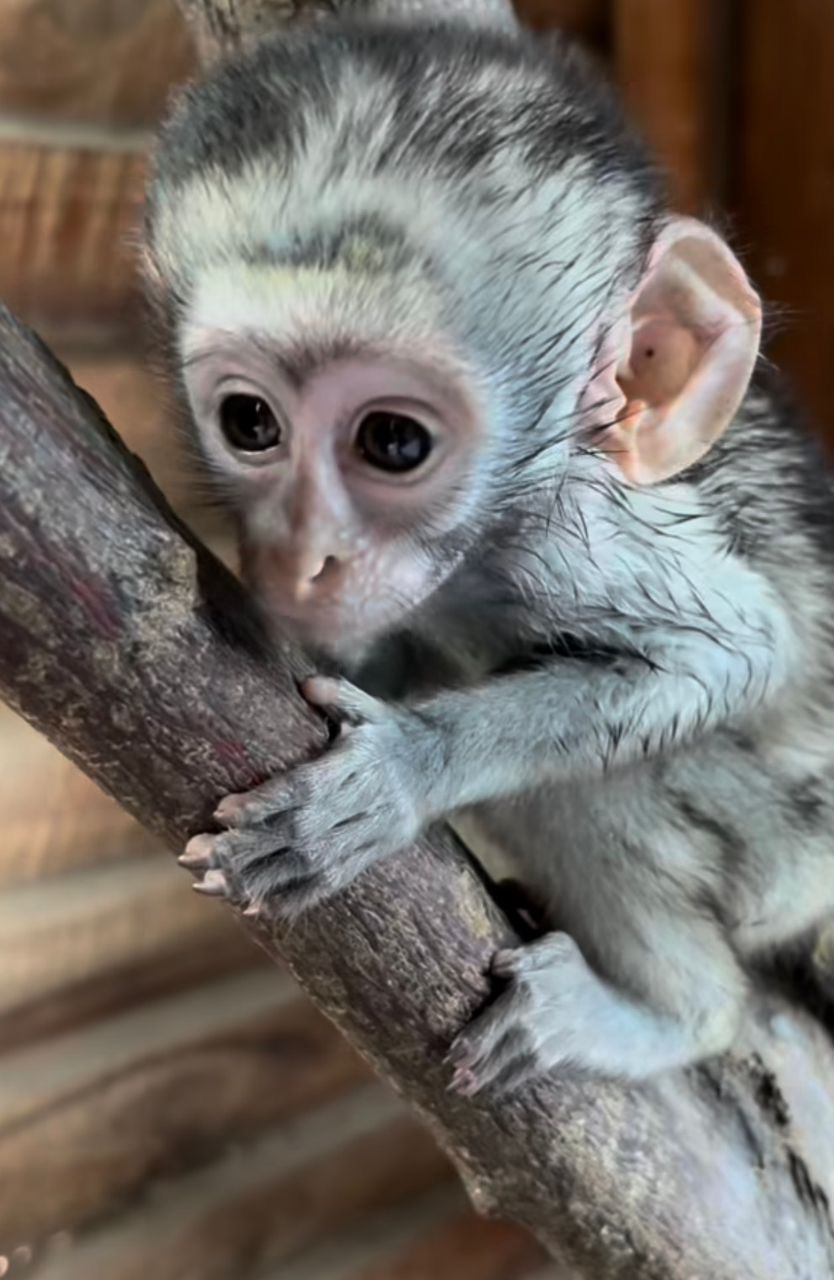 Vervet Monkey