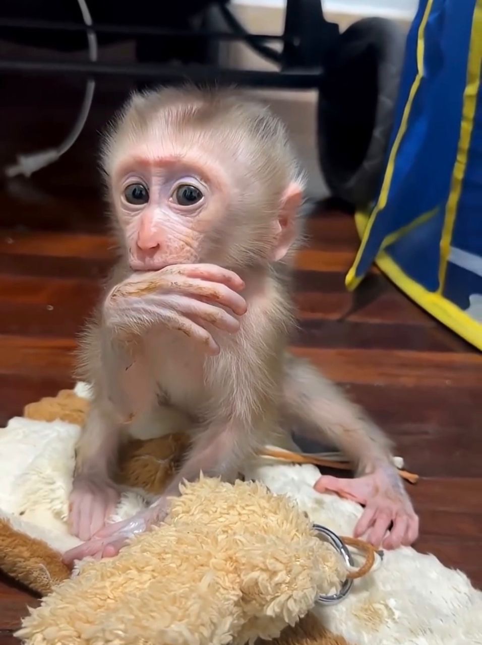 Pigtail Macaque
