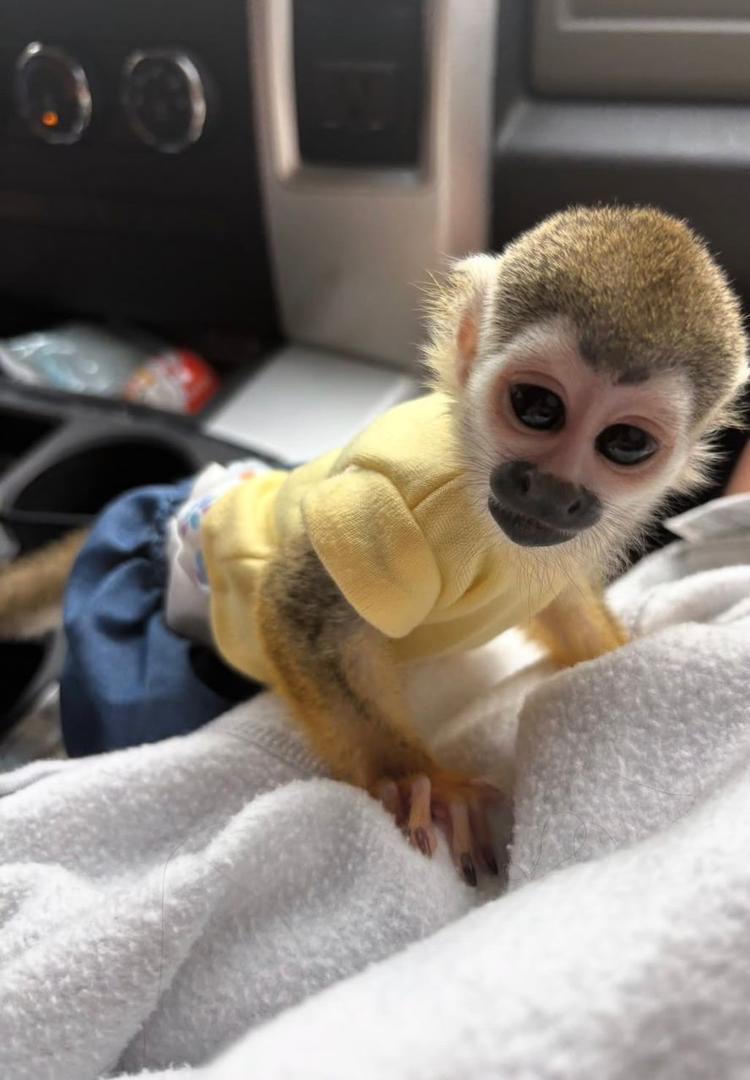 Squirrel Monkey