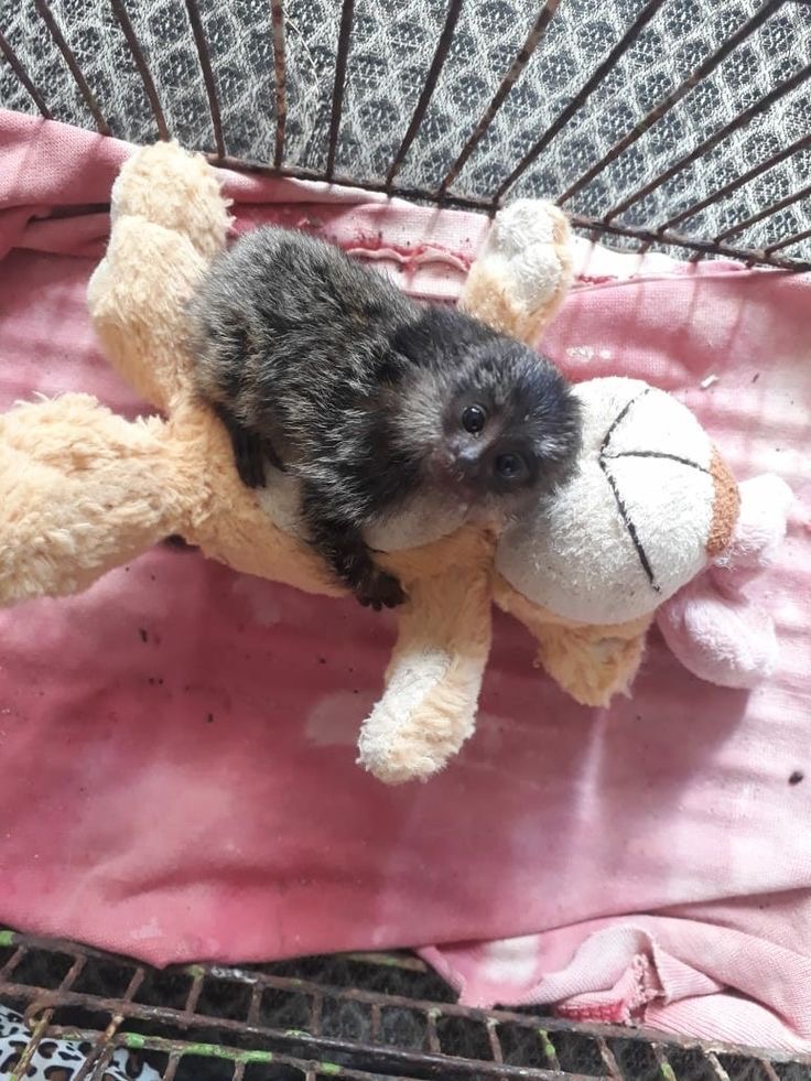 Marmoset Monkey