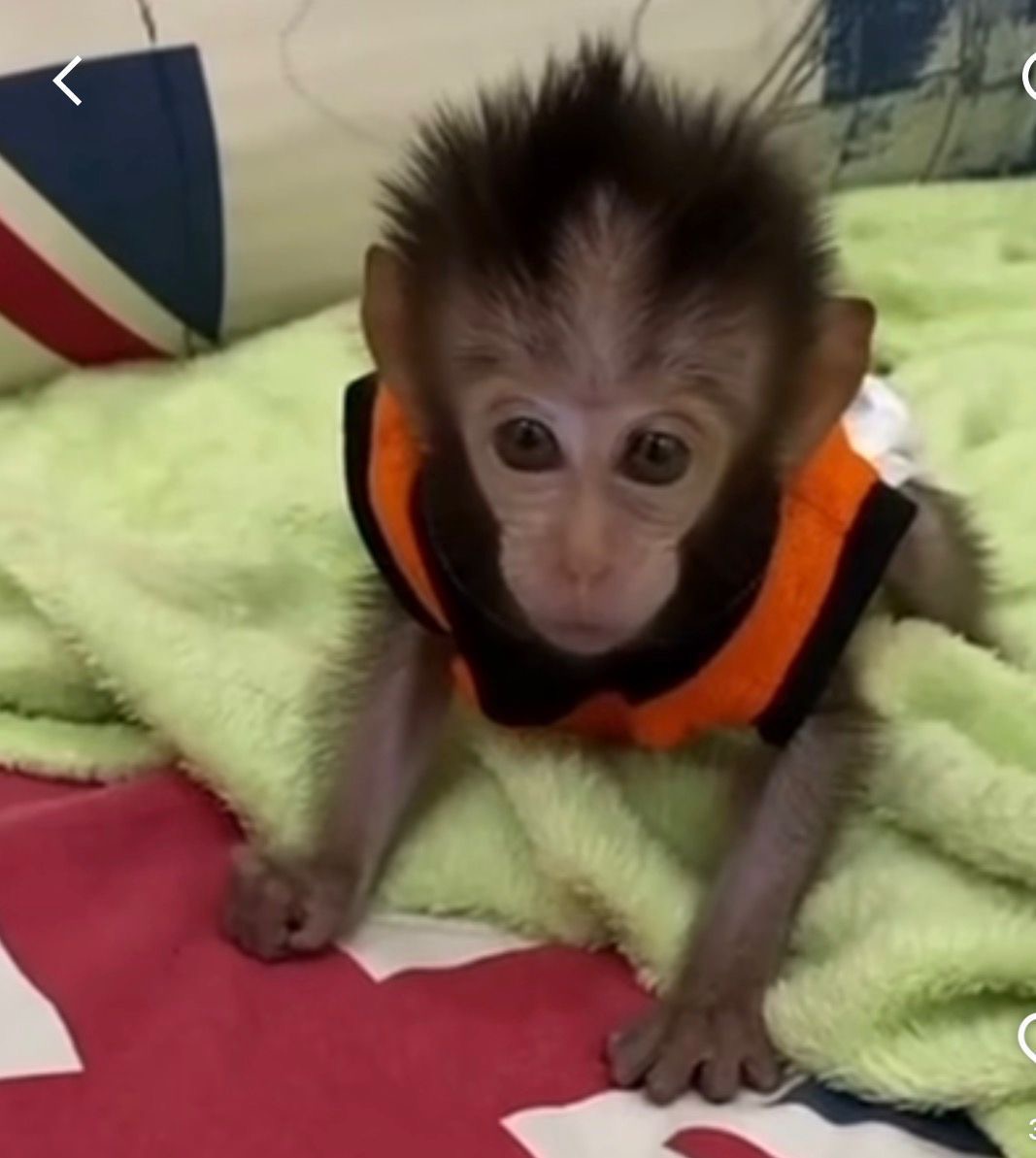 Macaque Monkey