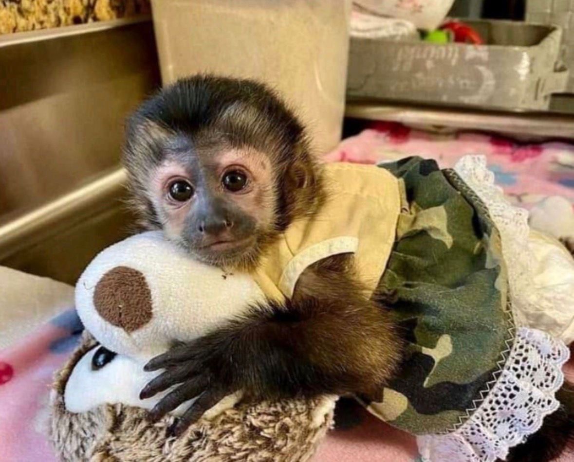 Capuchin Monkey