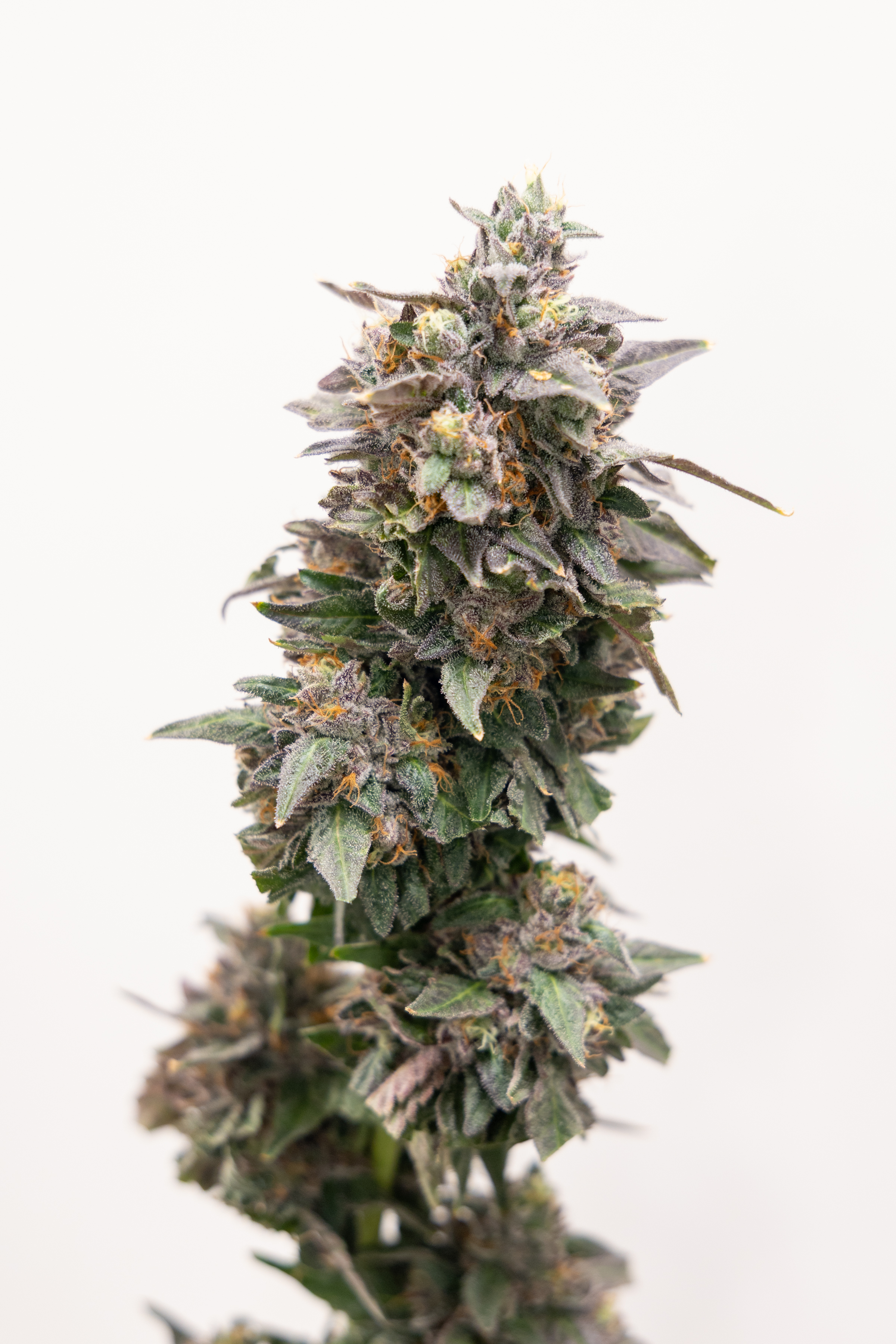 Sherb Cream Pie