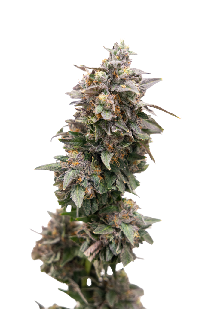 Sherb Cream Pie