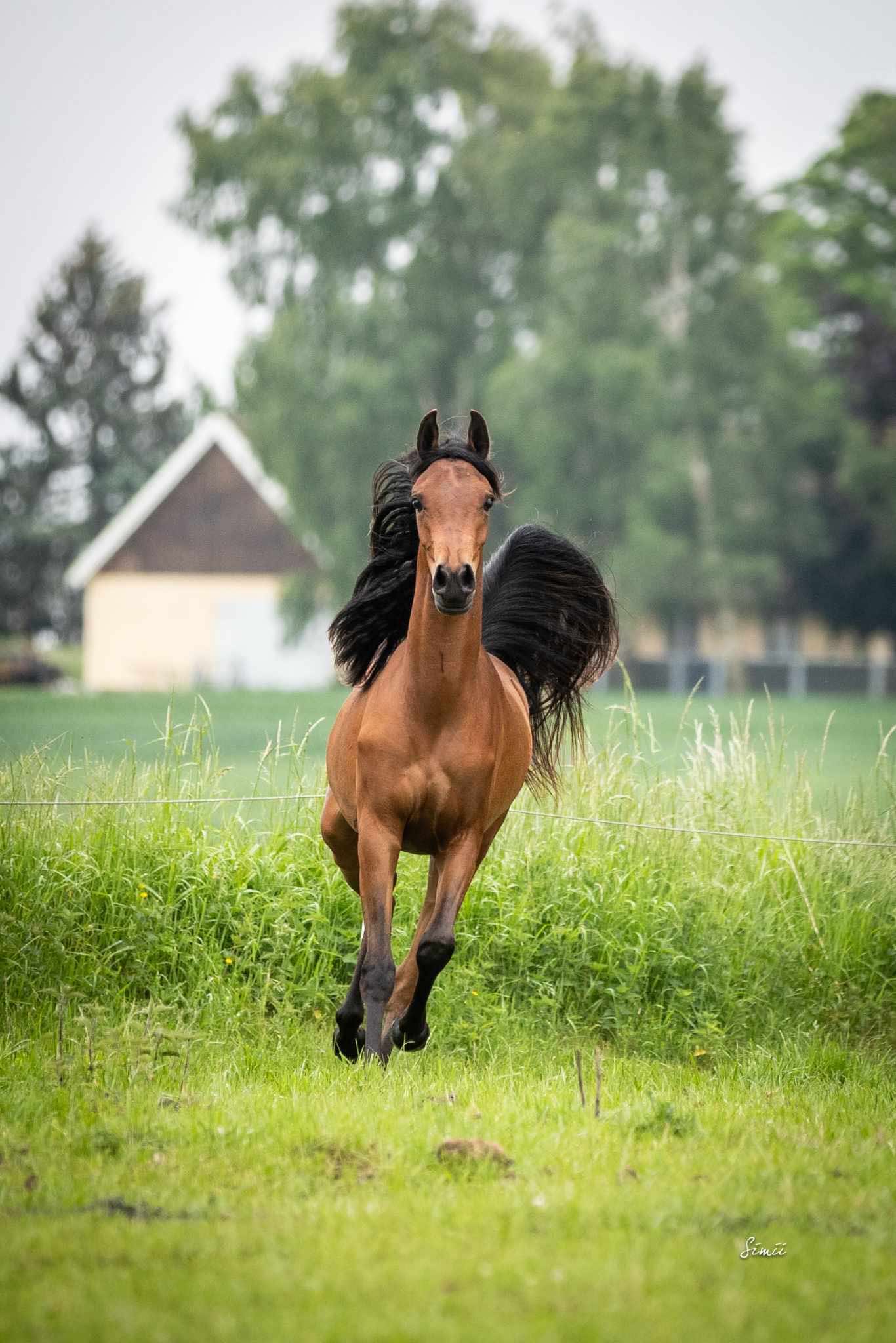 Katja