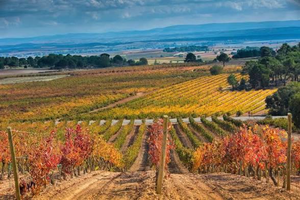 Ruta del vino Ribera del Duero