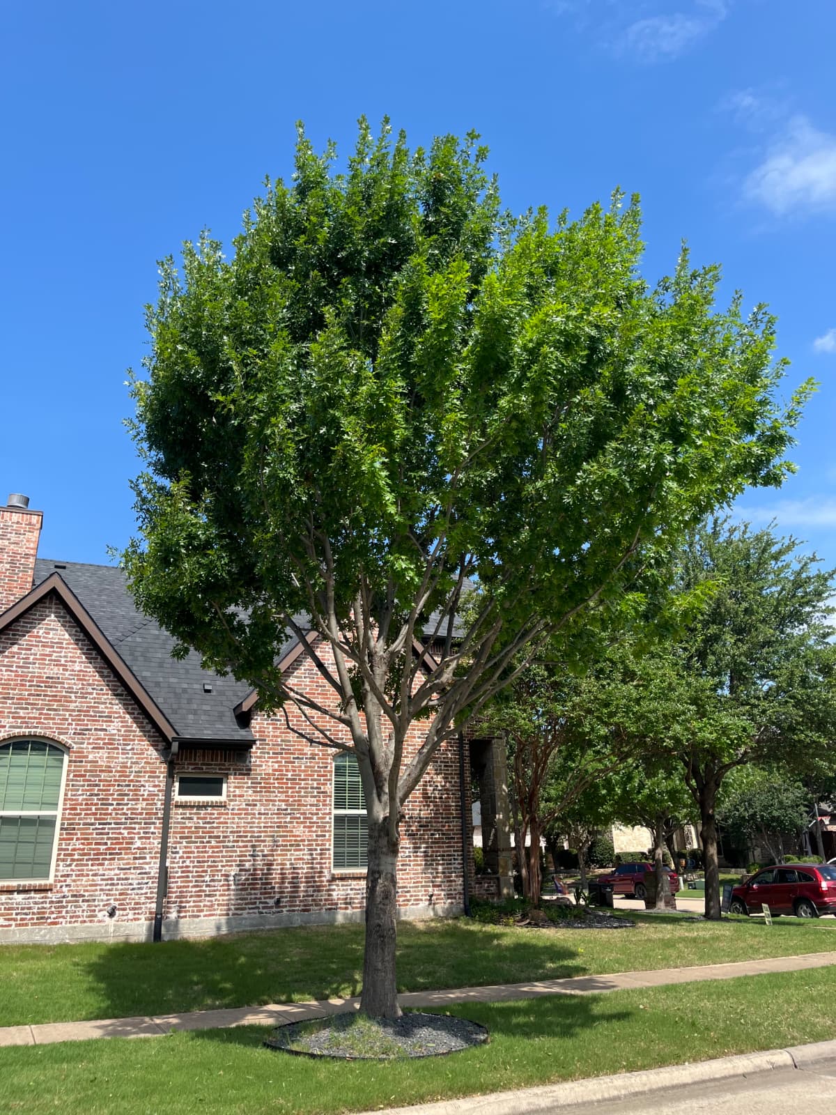 Navarro Tree Service crew performing tree removal in Arlington TX
