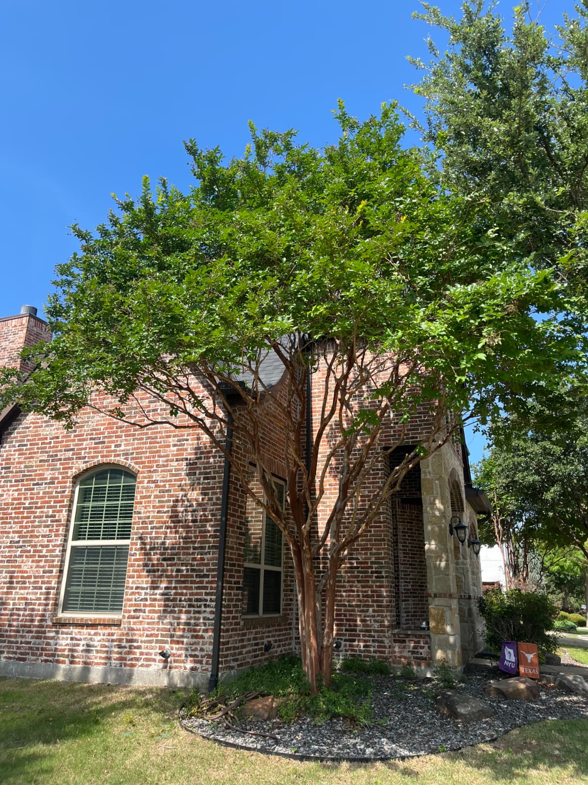 Tree pruning work in Frisco TX by Navarro Tree Service