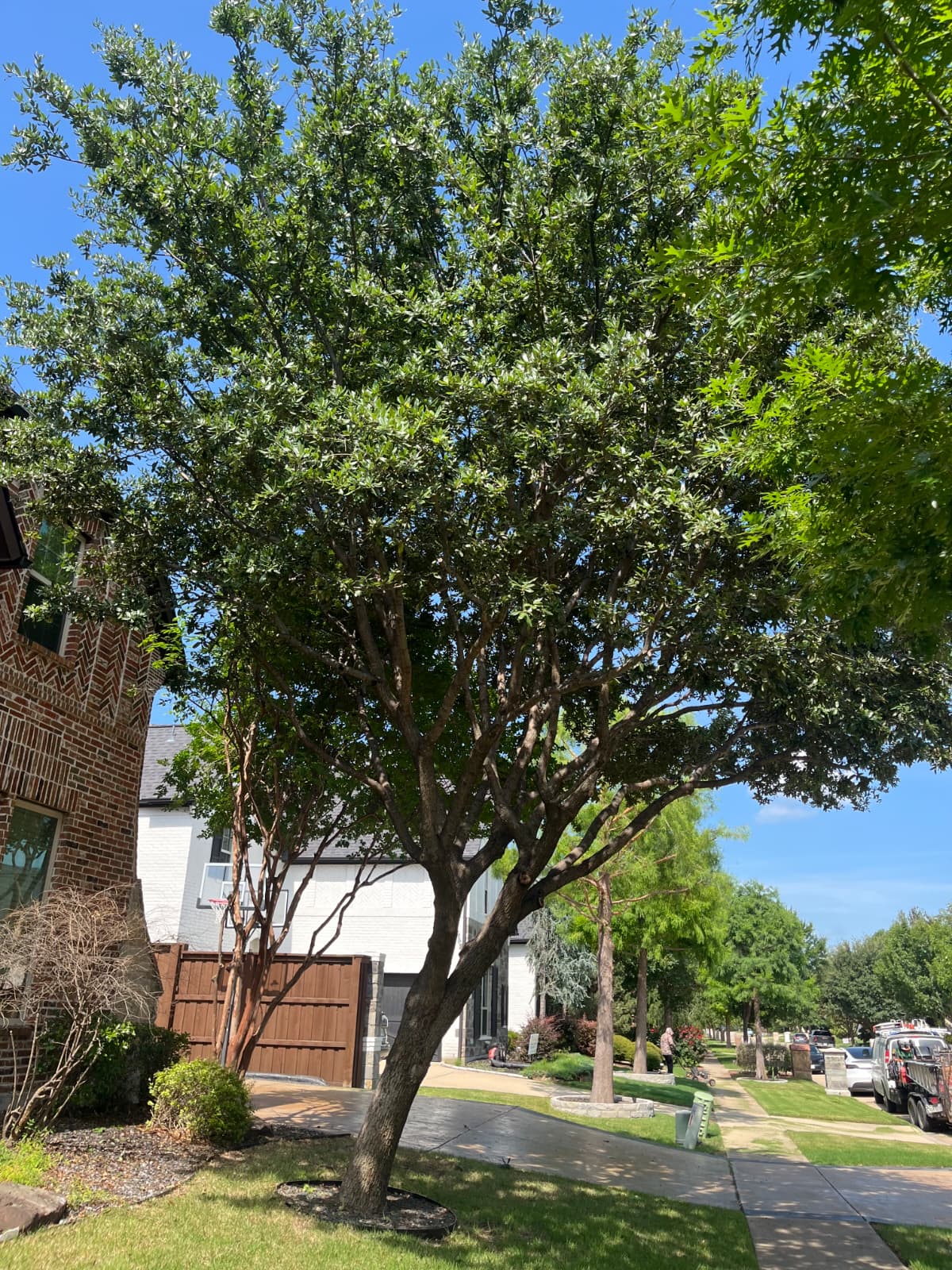 Navarro Tree Service in Denton TX - professional tree trimming and cleanup services