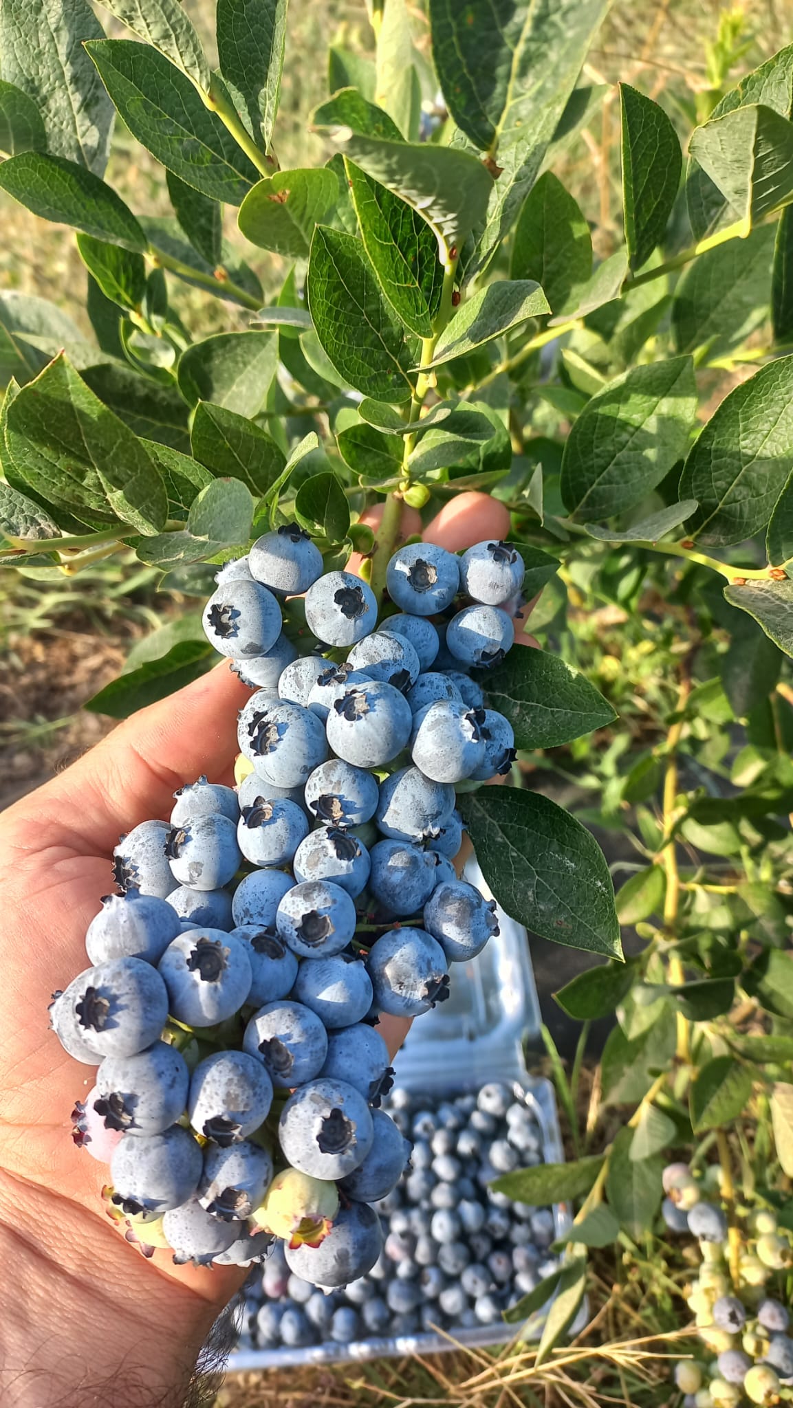 Hasat zamanı yaban mersini