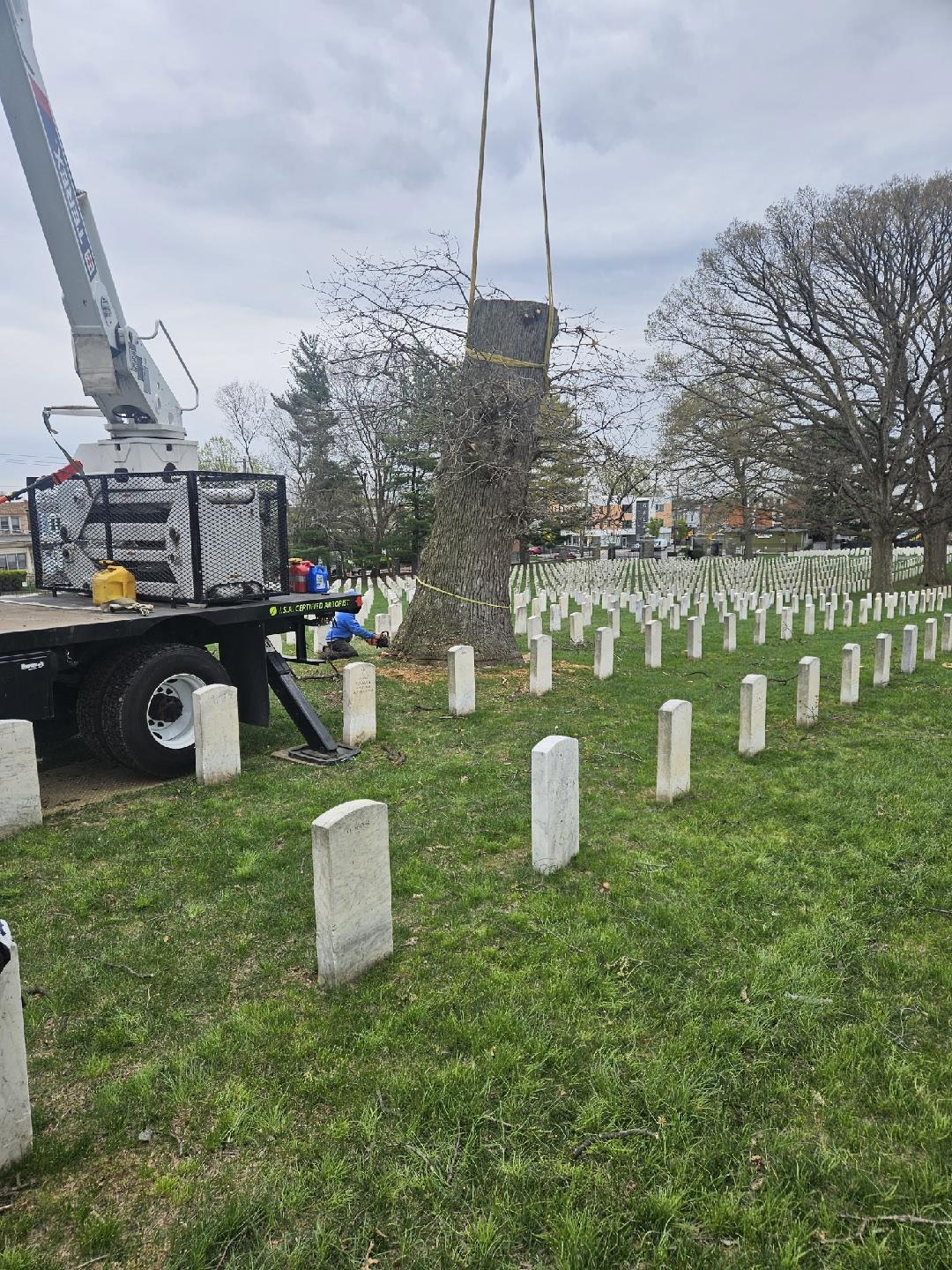 Tree service in Bedminster, PA