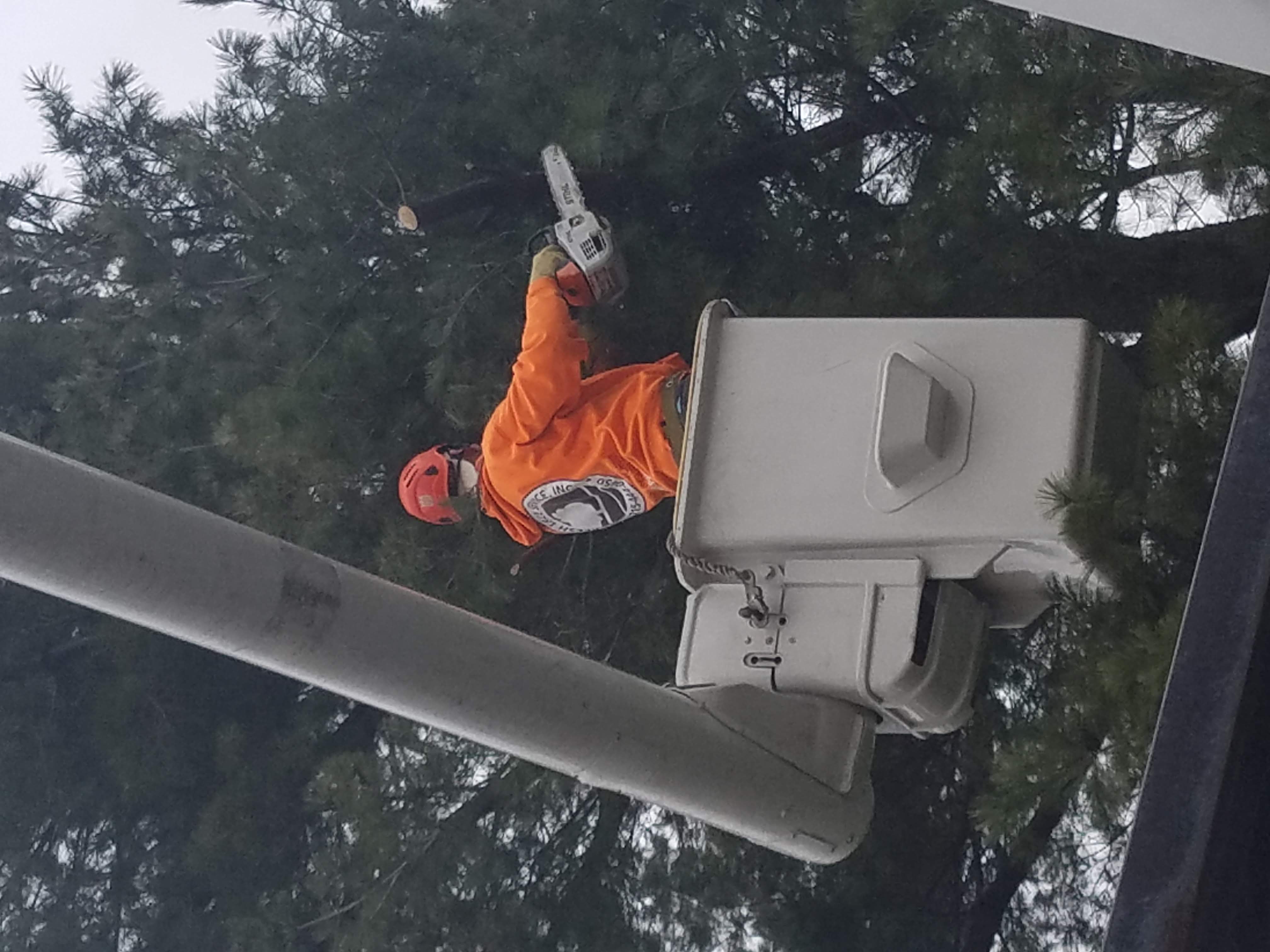 Professional tree trimming work by McCreesh Tree Service crew Professional tree trimming work by McCreesh Tree Service crew