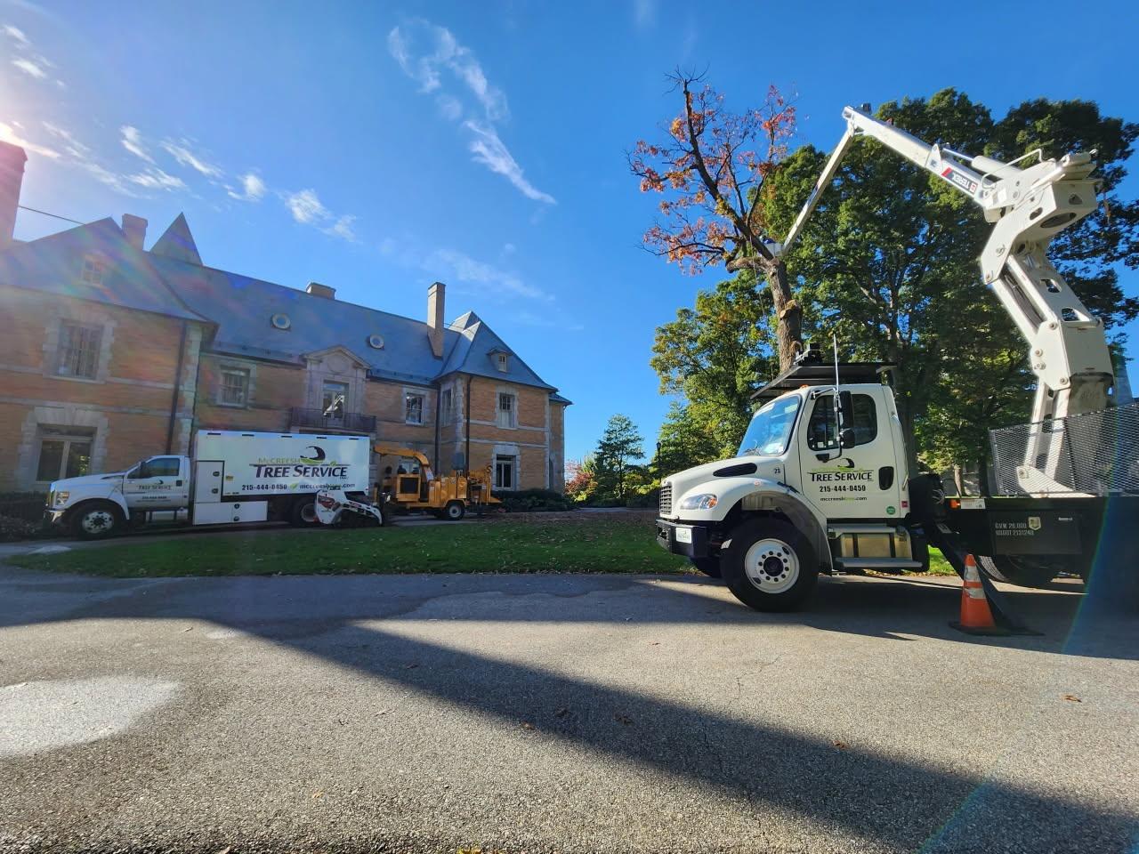McCreesh Tree Service certified arborist climbing and trimming a large tree in Bucks County
